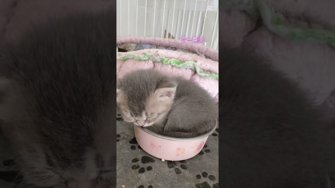 ええ事教えてやろか…#トイボブ　#トイボブテイル　#toybob  #癒し動画 @kichifrost