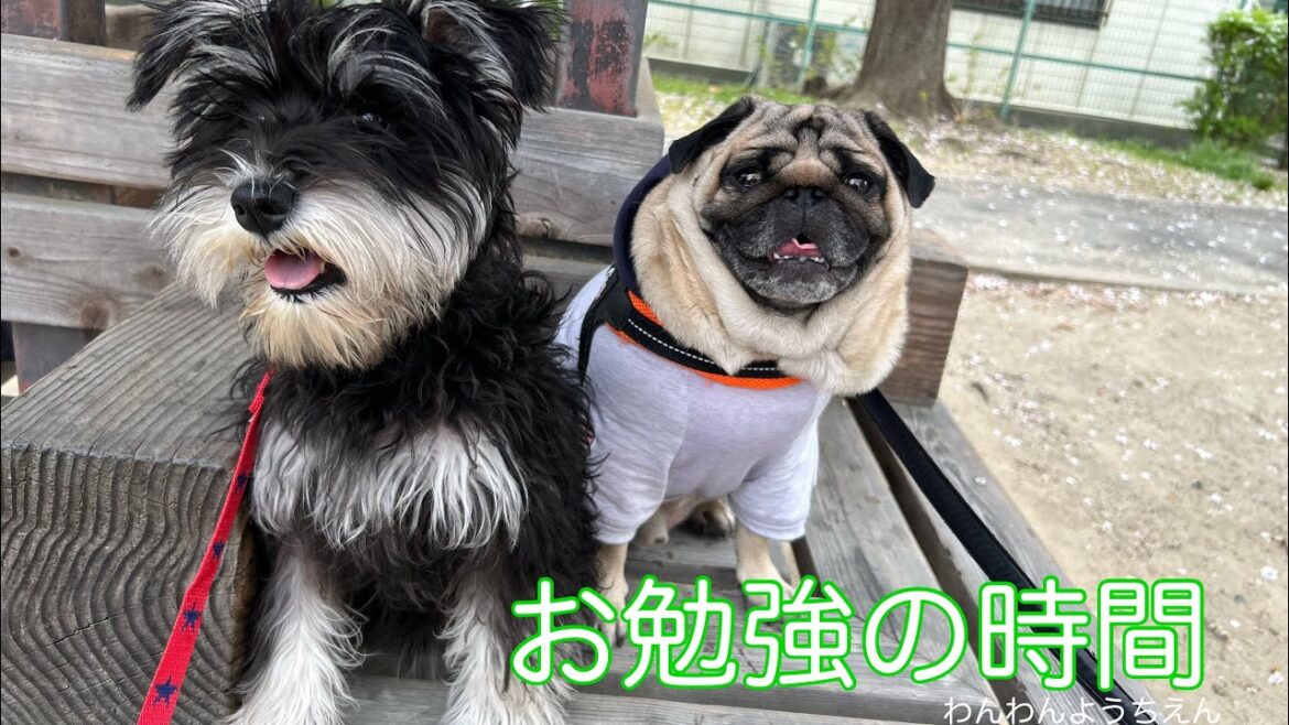 【犬の幼稚園】初めての幼稚園✨苦手克服できたかな？？