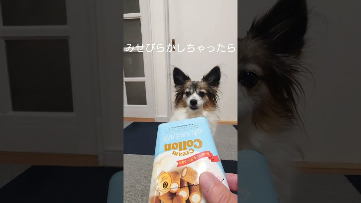 空き箱の中におやつを簡単に攻略しちゃう犬 #犬のおやつ #犬のいる生活 #パピヨン