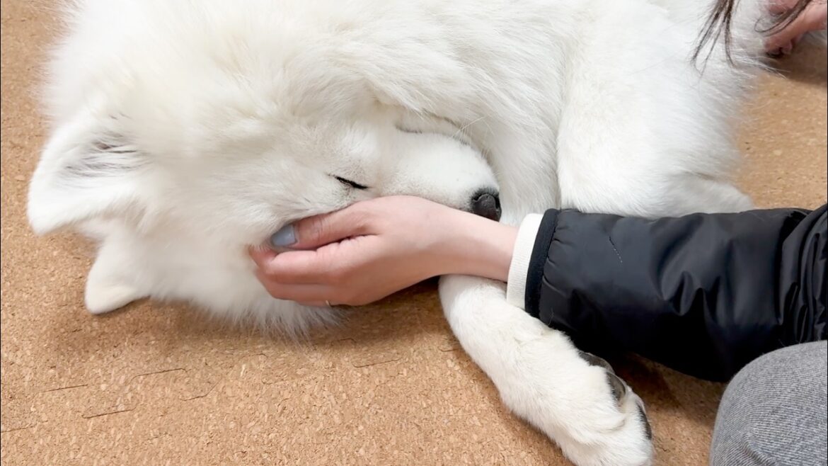 眠くなると赤ちゃんみたいになる甘えん坊犬がかわいすぎました…