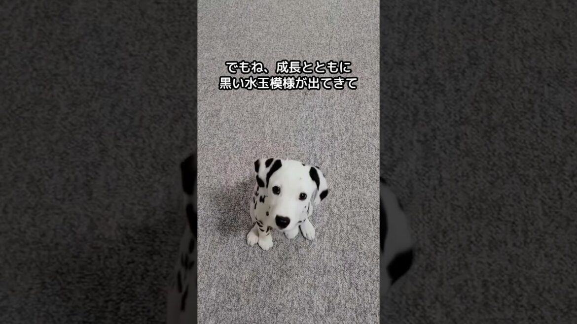 ダルメシアンの面白さが分かる1分解説