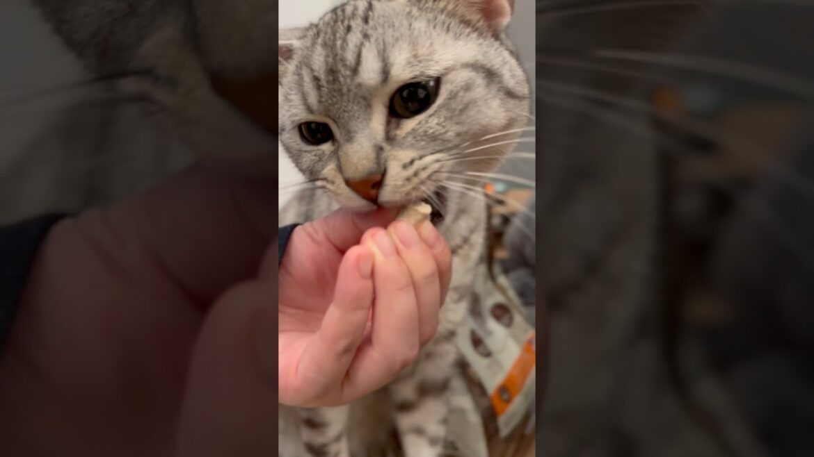 おやつと一緒に指を食べられるママ!! #shorts #猫 #cat