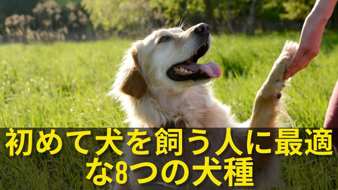 初めて犬を飼う人に最適な8つの犬種