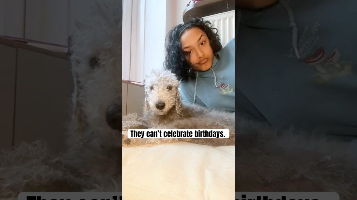 This might be controversial but… #bedlingtonterrier #doglover #dogs