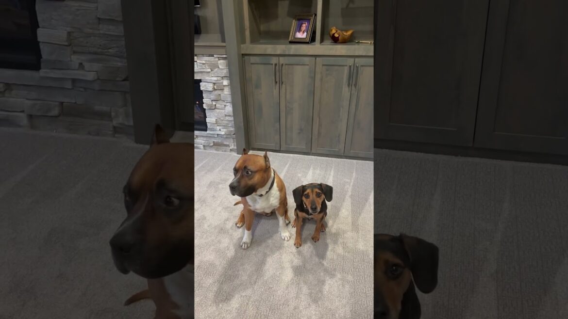 Where’s your brother? #tricks #dogtraining #dogtraining #beagle #amstaff