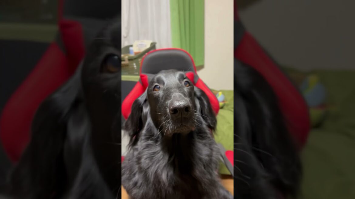 フラットコーテッドレトリバー　momo