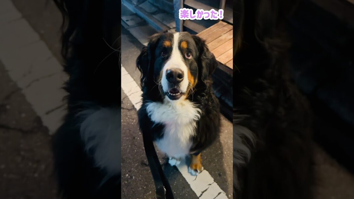 「癒された」って言葉が嬉しい💕バーニーズのお散歩🐾