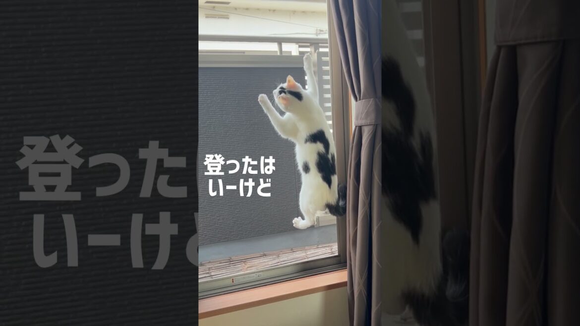 網戸を上るがだん高さにビビるミルねーさん#保護猫 #ねこ #猫のいる暮らし #ミルねーさん #cat