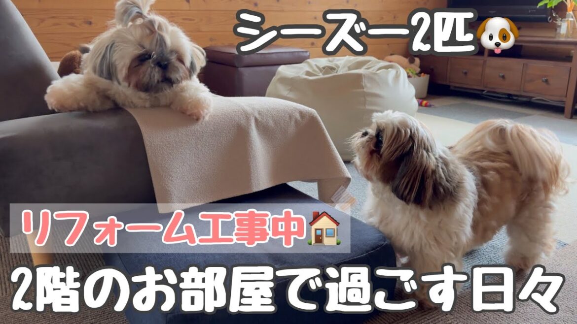 [シーズー多頭飼い]テラスが撤去された…2階での生活/トリミング✂️