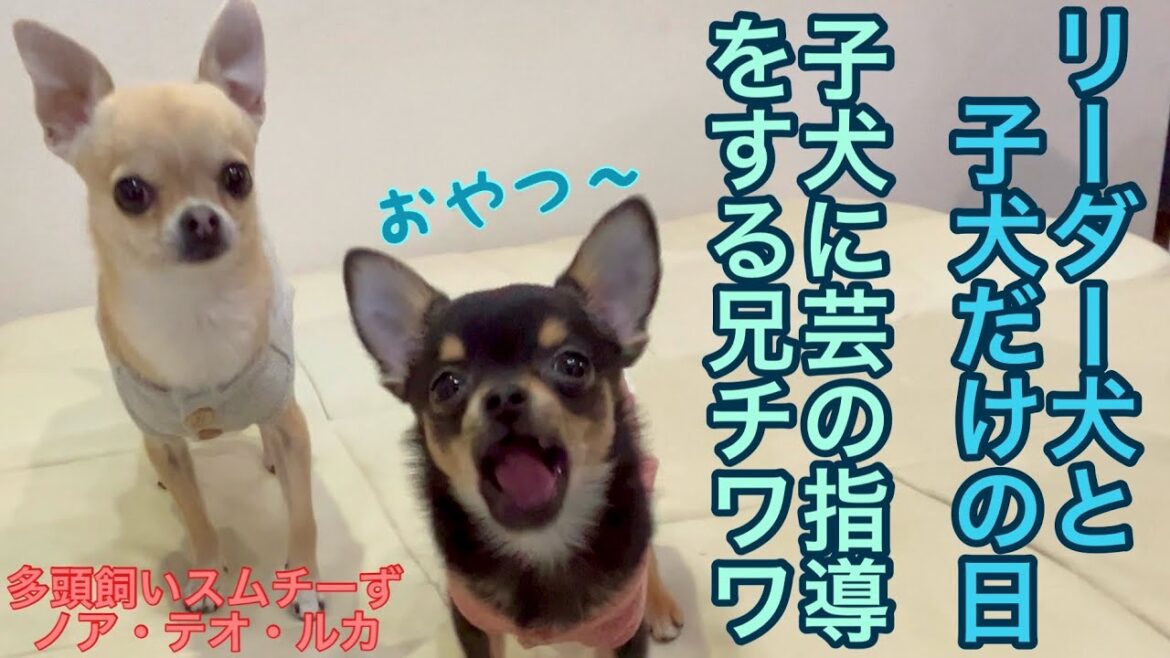 生後５ヶ月チワワのおすわり練習に付き合う長兄ノア【多頭飼いスムチーず】