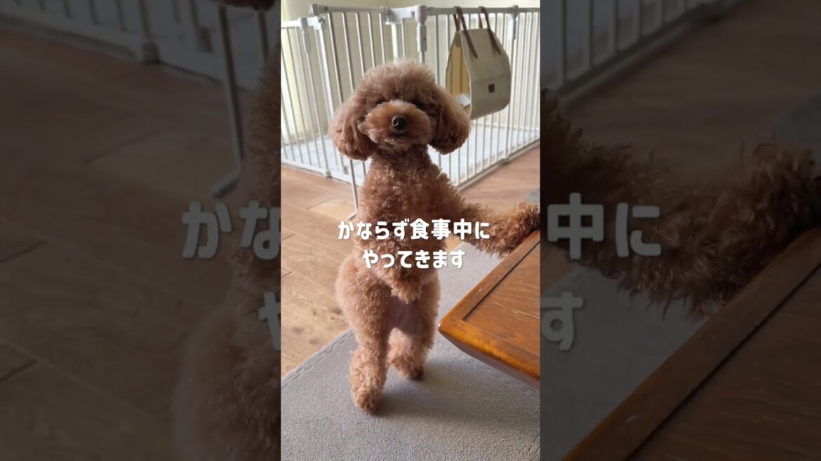スッキリしたら報告にくる礼儀正しいトイプードル #dog  #toypoodle スッキリしたら報告にくる礼儀正しいトイプードル #dog  #toypoodle