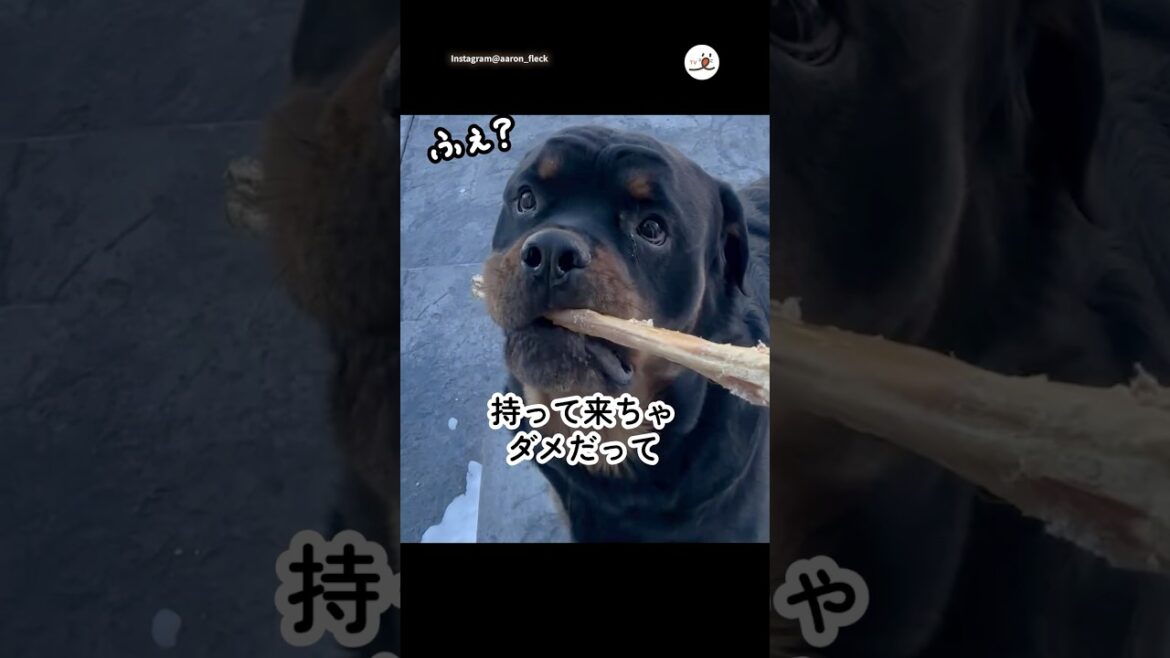 まるでコントしてるような会話|PECO まるでコントしてるような会話|PECO