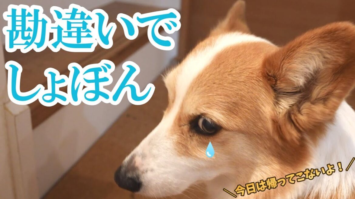 父が帰ってきた！と思ったら勘違いでしょんぼりしてしまったコーギー犬