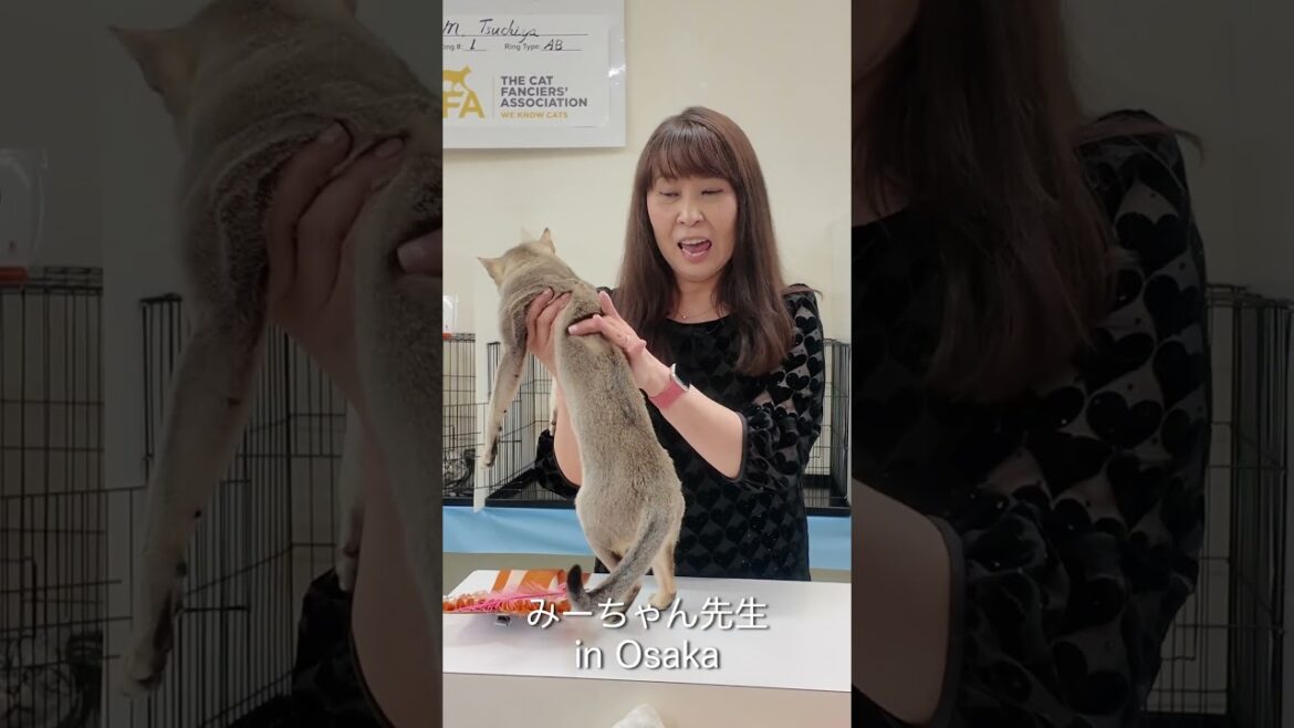 みーちゃん先生 in OSAKA シンガプーラの紹介  #みーちゃん先生  #キャットショー #シンガプーラ
