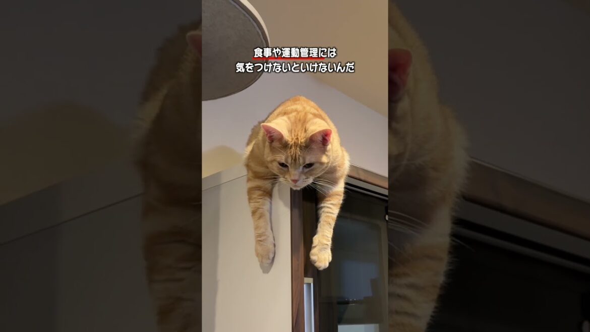 2019/5/30 Puu ♂ アメリカンショートヘア #cat #ねこ