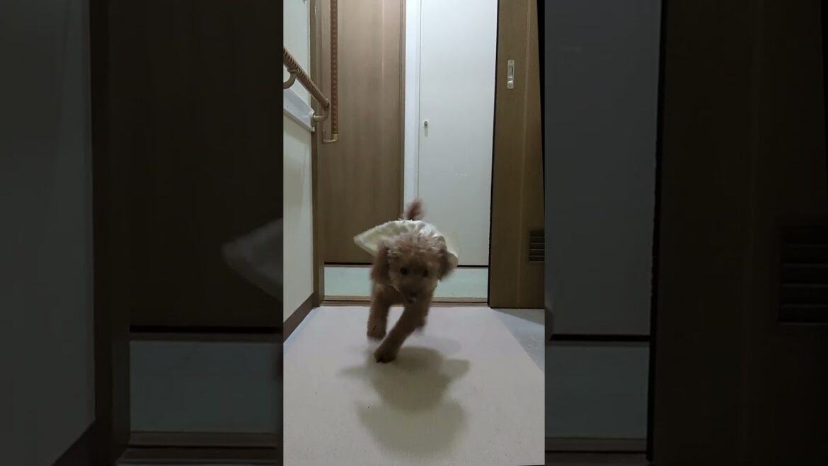 ＜保護犬 トイプードル＞#shorts  #dog #pets