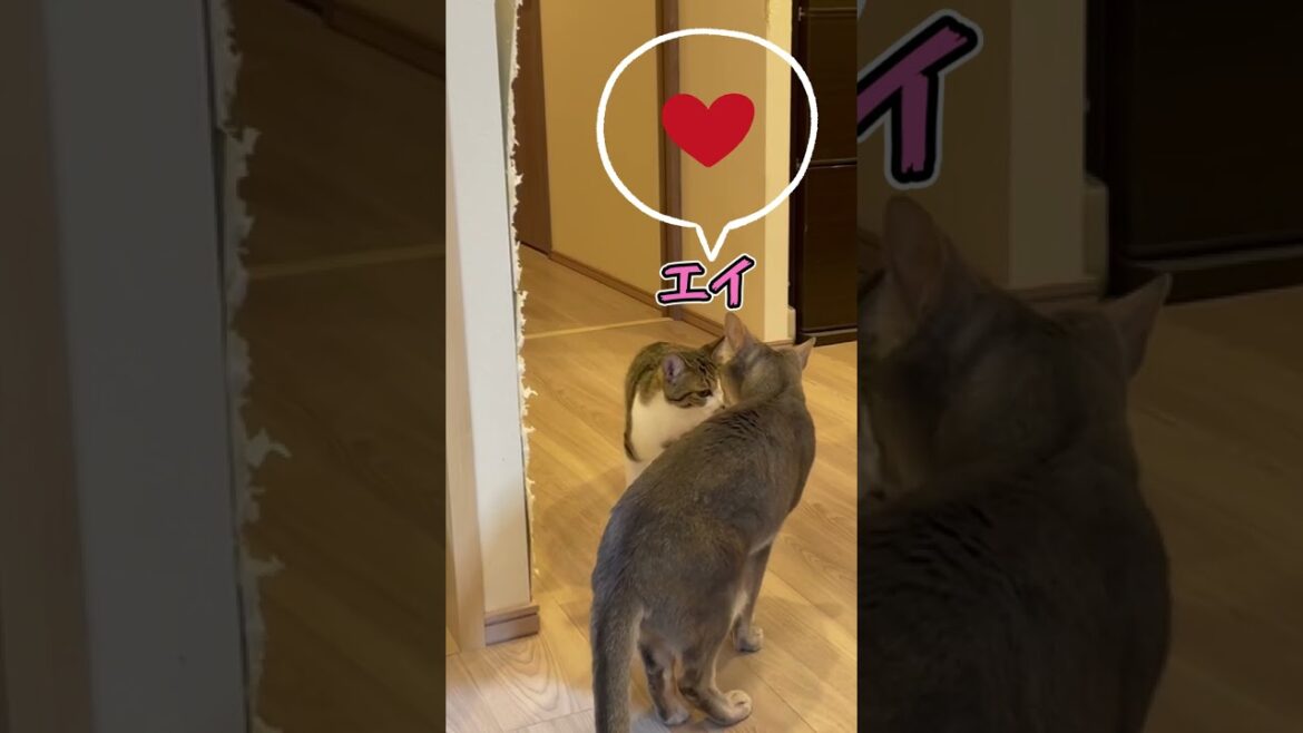 ニャン斗の拳17 ~出川さんと上島さん編~ shorts #猫 #アビシニアン ニャン斗の拳17 ~出川さんと上島さん編~ shorts #猫 #アビシニアン