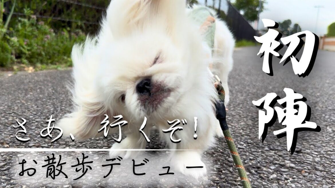 生後4ヶ月の子犬ペキニーズの男の子が初めての散歩に挑む【ぺたろー】Pekinese 生後4ヶ月の子犬ペキニーズの男の子が初めての散歩に挑む【ぺたろー】Pekinese