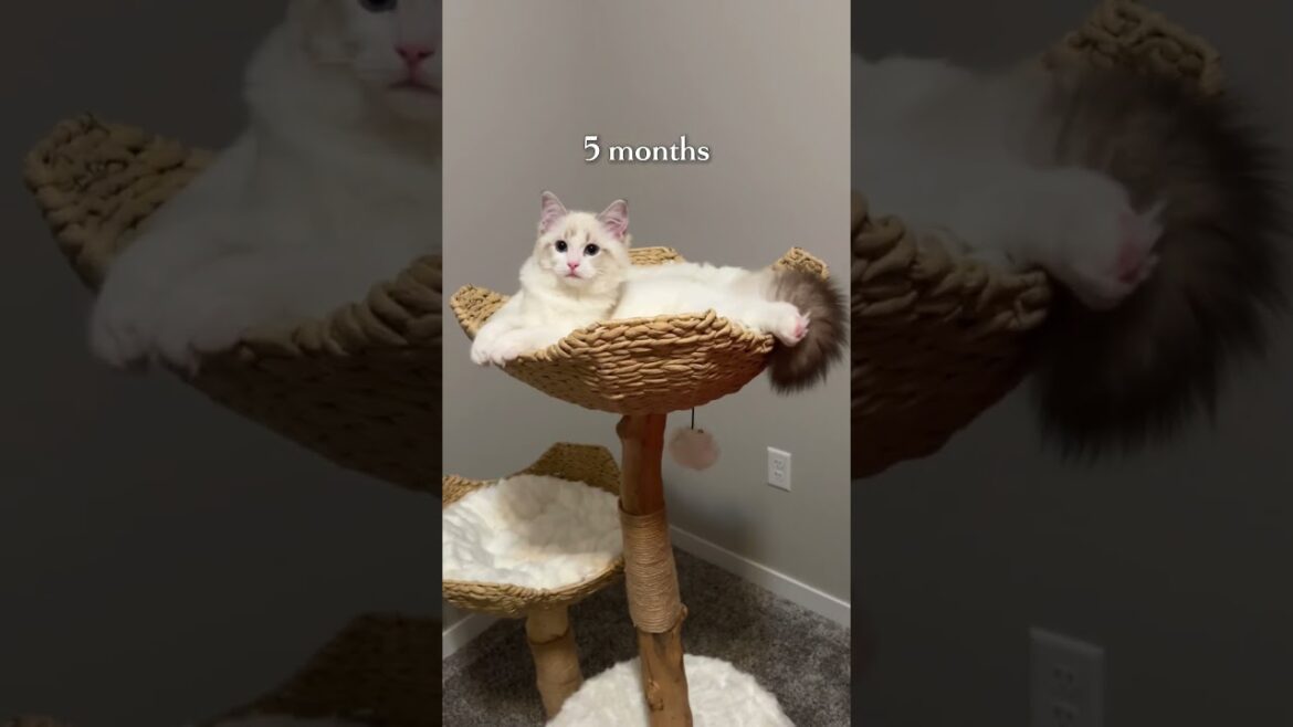 Dear Dream, You're 1 Year Old!