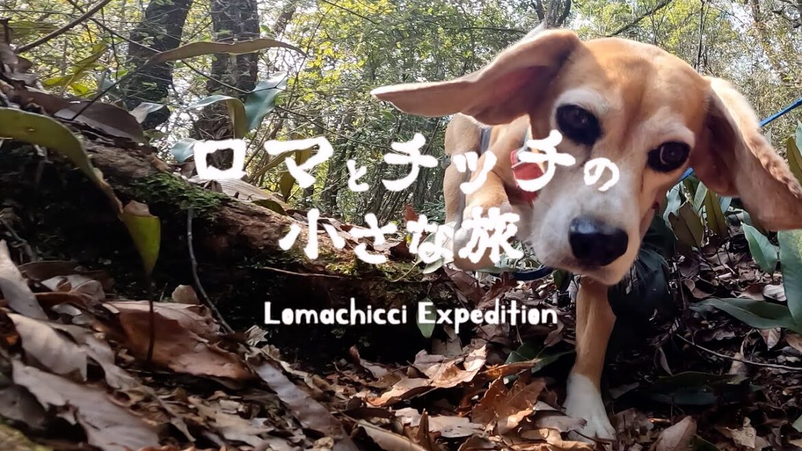 【安桜山】刃物の町・関で春さんぽ！たい焼きにごきげんビーグル