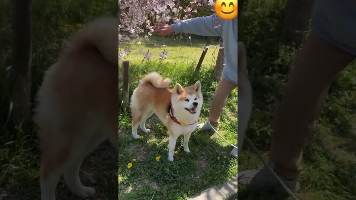 満開の枝垂れ桜に思わずうっとり、笑顔があふれる秋田犬姉妹【Akita-inu】@akita-inu-pata #shorts