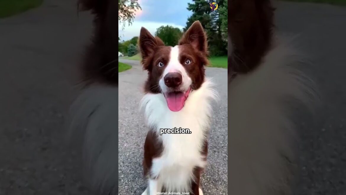 Genius on Four Legs 🐶: Discover the World’s Smartest Canine! #animals