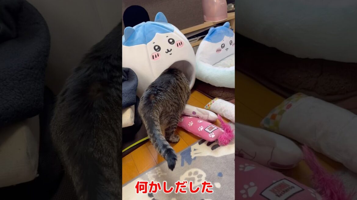 何しようとしてるの？#shorts #猫#キジトラ#ソマリ