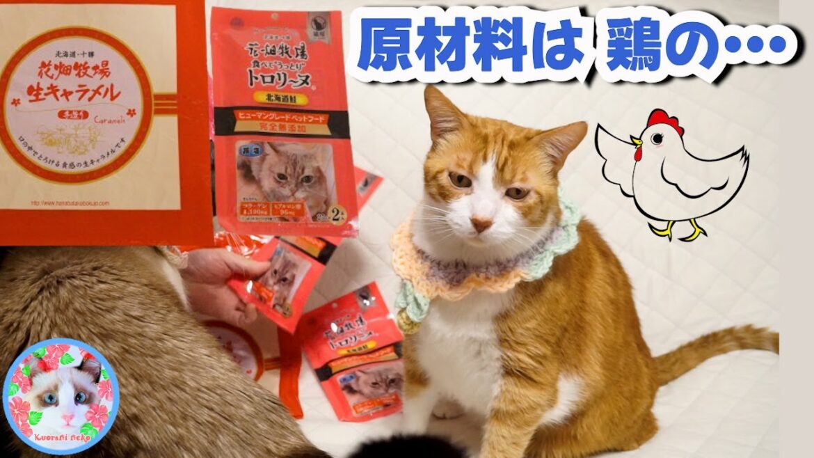 鶏の○○○で出来ている猫おやつを食べた猫がいます【花畑牧場トロリ～ヌ】