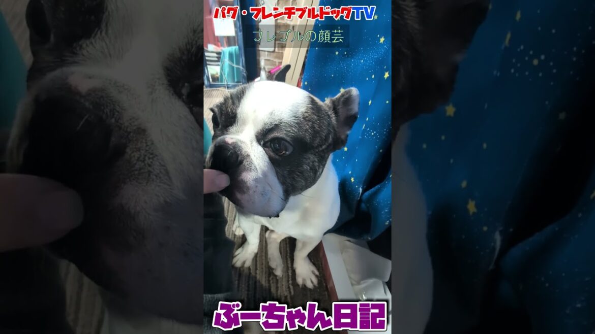 フレブルの顔芸　飼い主が好きすぎるフレンチブルドッグ『ぶーちゃん日記』 #フレンチブルドッグ #フレブル飼い方 #パグ