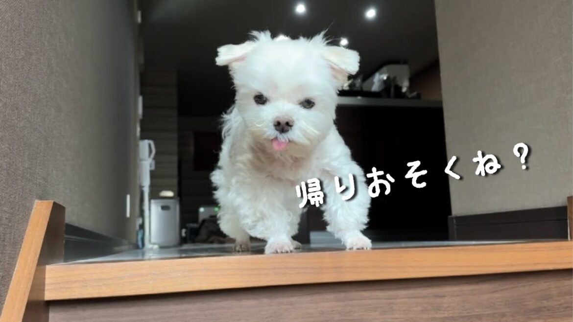 帰ってきたママを凄い形相で出迎える犬