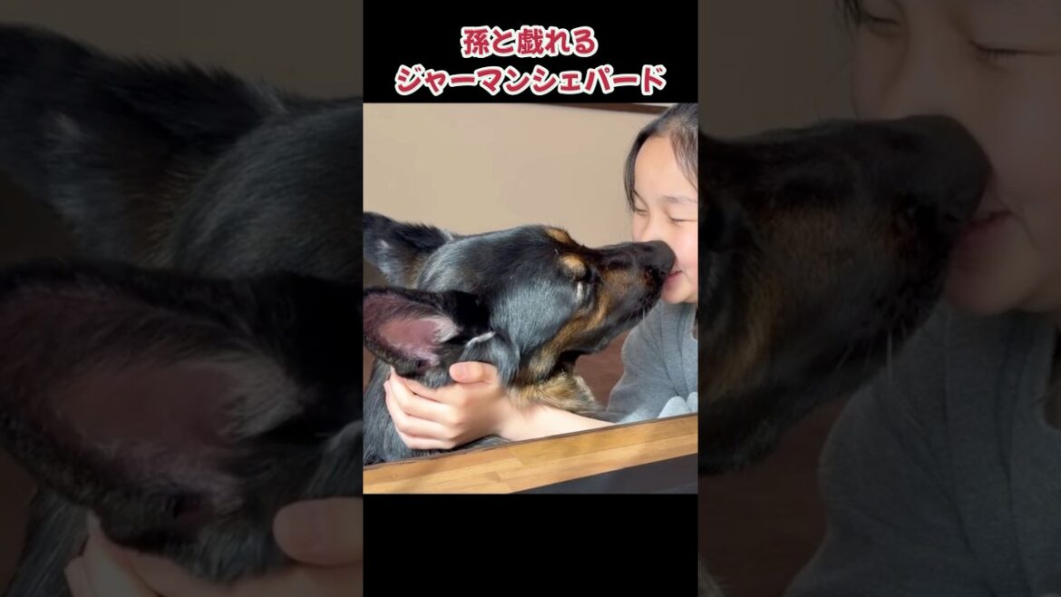 【孫とシェパード】 #germanshepherd #大型犬のいる生活 #ジャーマンシェパード #犬のいる生活 #癒し