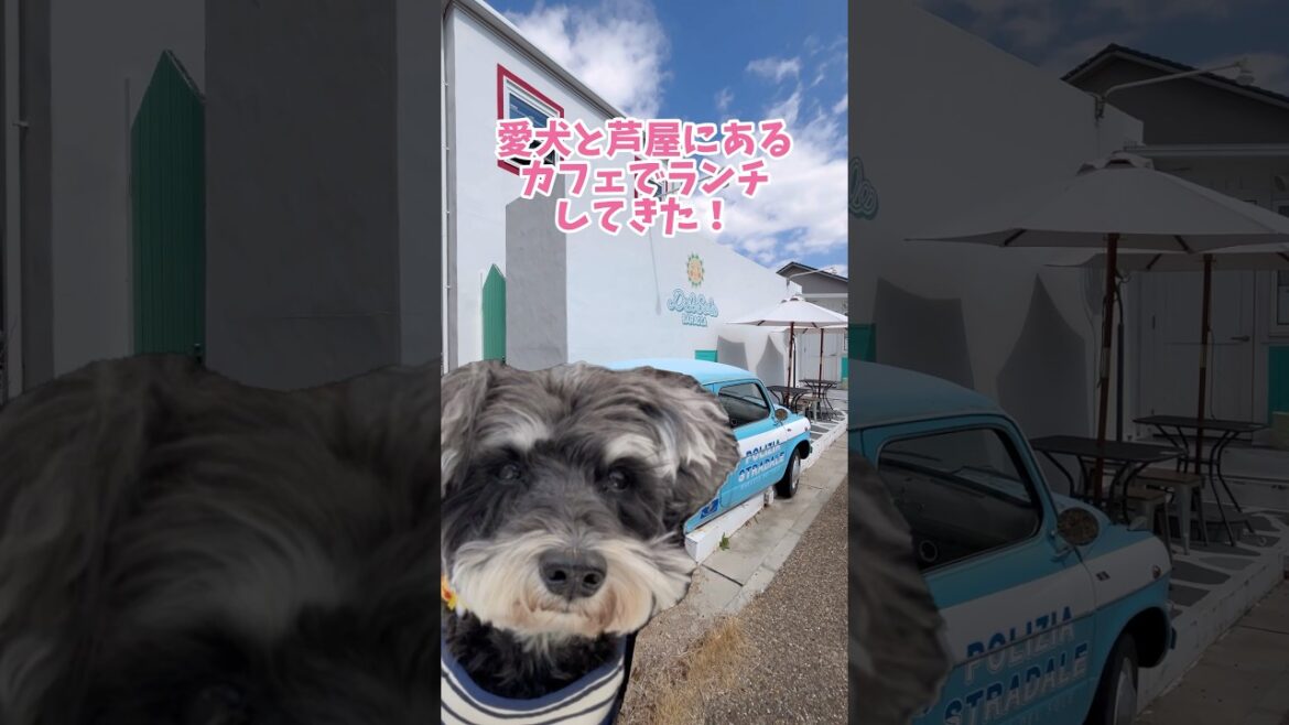 愛犬と芦屋にあるカフェでランチしてきた！#ミニチュアシュナウザー #シュナウザー #犬のいる生活 #可愛い #わんこ #わんわん #dog #わんちゃん #癒し #いぬ #犬とおでかけ