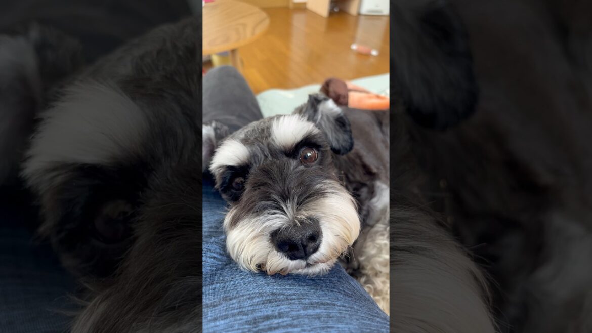 元繁殖犬のケン　まったりと過ごす