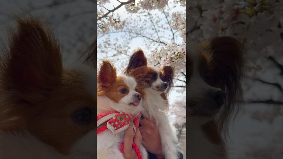 満開の桜とパピヨン🌸 #shorts