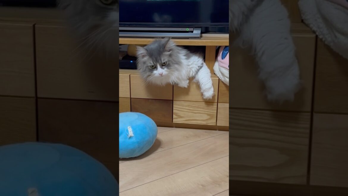 こうやって出入りしてるのか！　もふもふサイベリアン