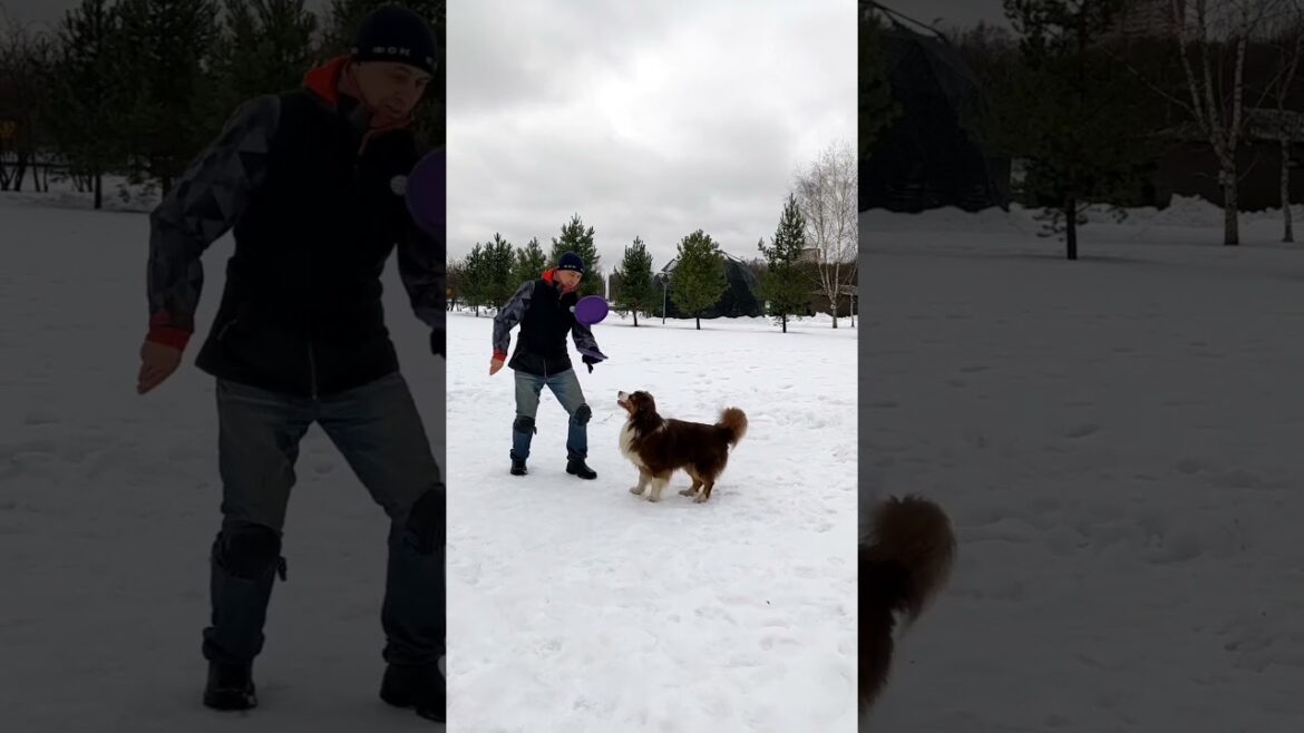 АО Байрон – флип с усложнением броском #aussie #australianshepherd #shepherd АО Байрон - флип с усложнением броском #aussie #australianshepherd #shepherd