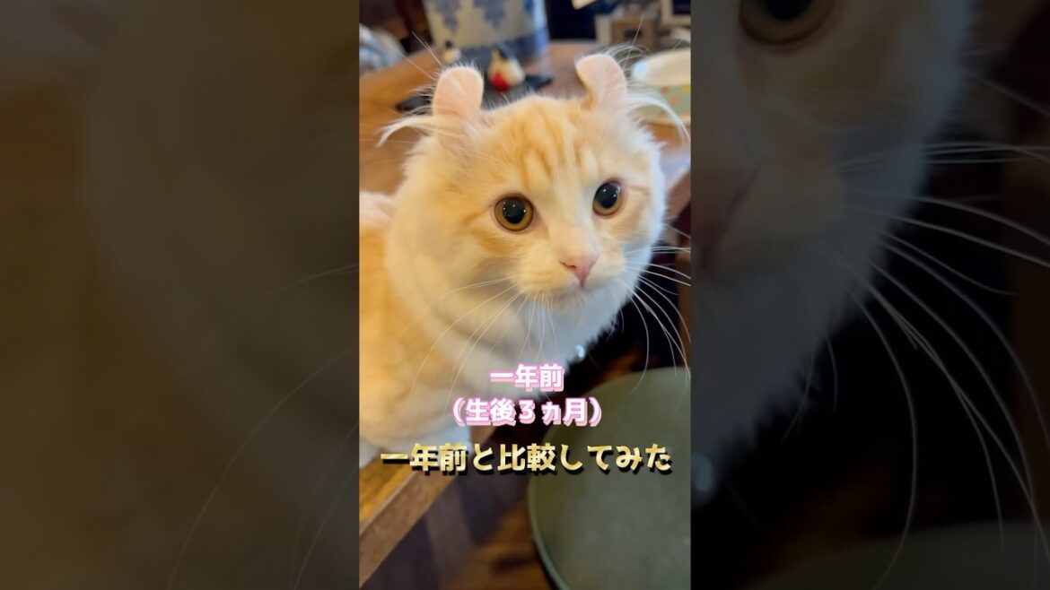 1年前と比較してみた #猫 #キンカロー #マンチカン  #短足部 #cat 1年前と比較してみた #猫 #キンカロー #マンチカン  #短足部 #cat