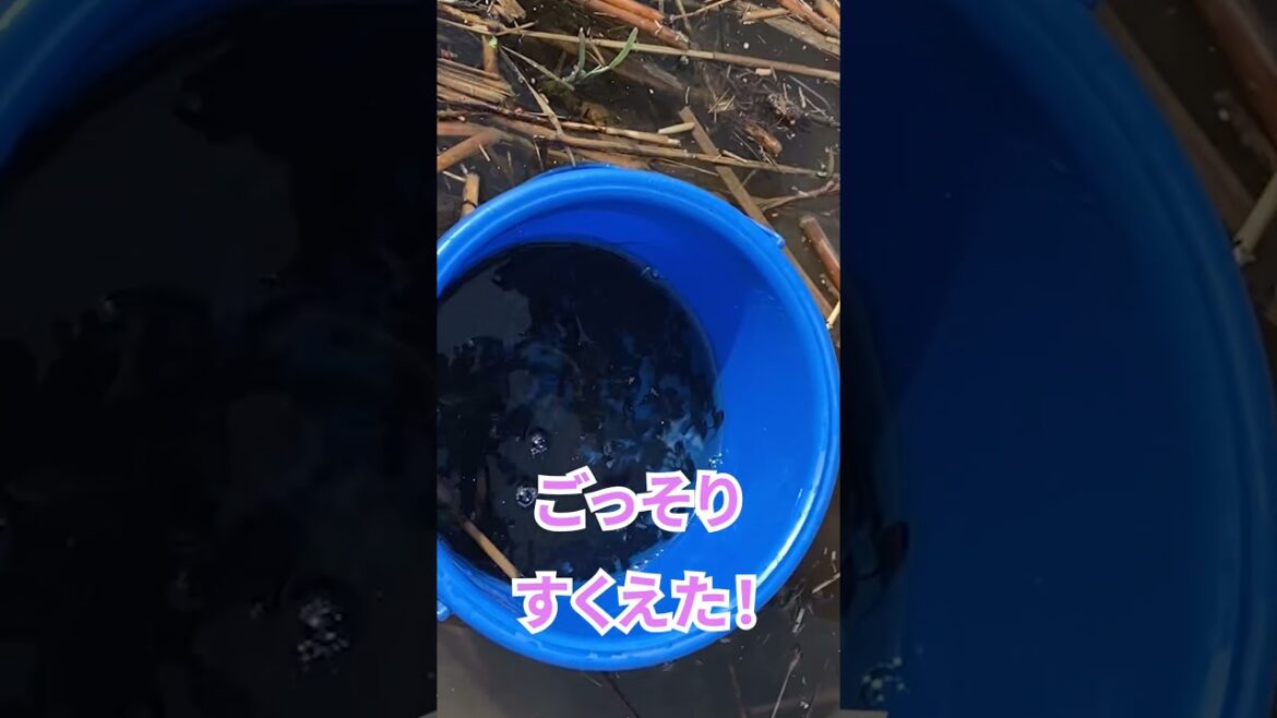 オタマジャクシの大群！アミでざっくりすくったよ！#メインクーン#shorts