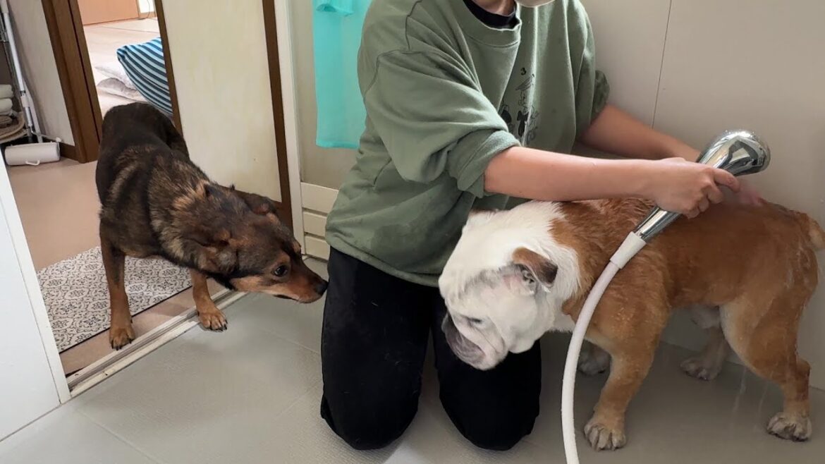 ぶるまるのお風呂拒否をみかねて、ビビりな保護犬が風呂場まで応援しに来てくれました…
