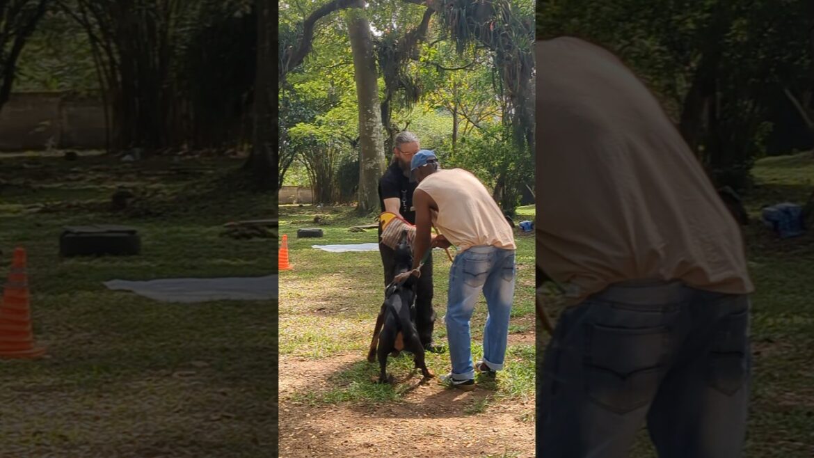 Doberman holds his bite #doberman #dog #shorts