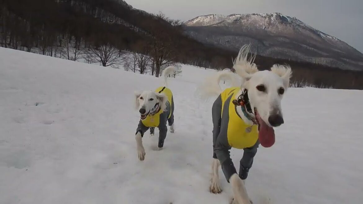 サルーキみしぇる🐾と　ぽぽ・喜八🐾（Saluki）