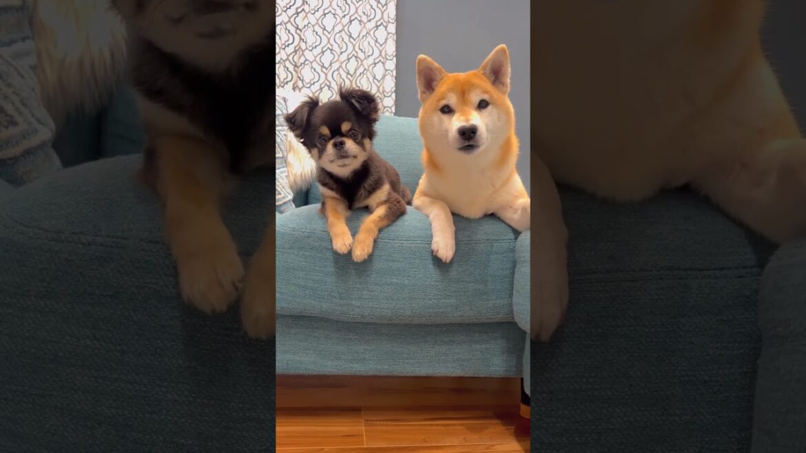 4月8日今日は柴の日🐶🎵#柴犬 #チワワ #shorts