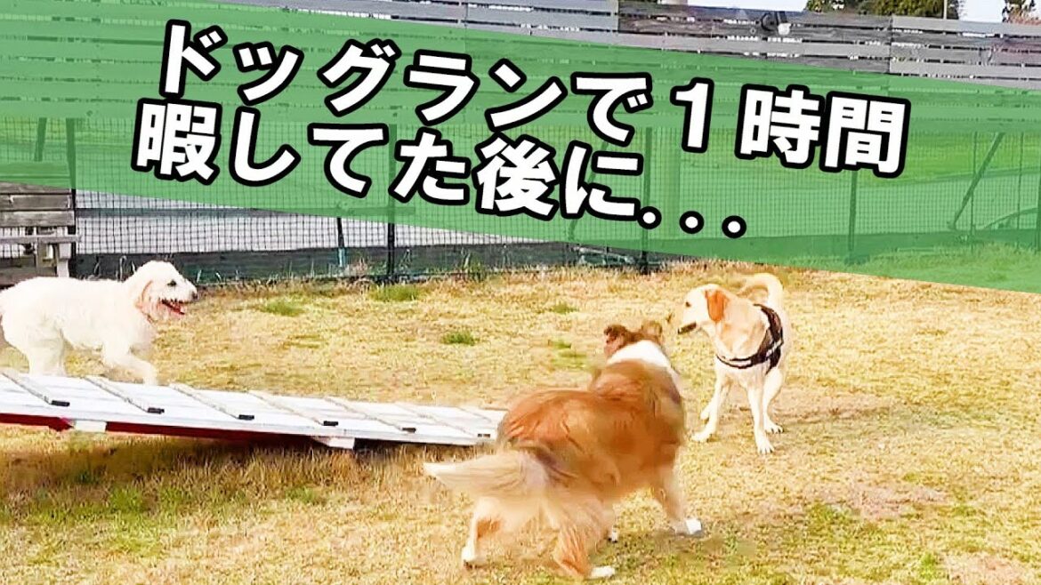 ひとりぼっちで寂しく1時間遊んでいたところに、フレンドリーな友達が来た時のラブラドールの反応