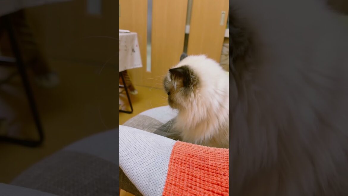【こぎんの猫日和】ぽんすけ＊この椅子がお気に入り♬.*ﾟ #猫のいる暮らし #猫 #ねこ #猫の日常 #猫との暮らし #ヒマラヤン