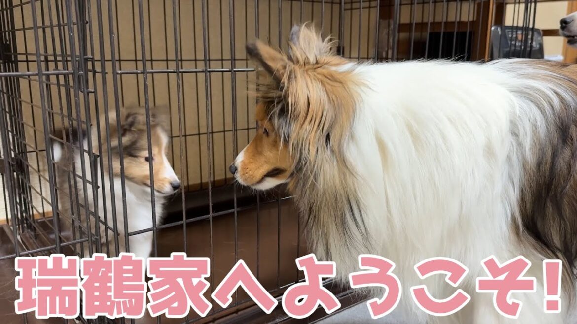 【シェルティ】瑞鶴家へようこそ!【大歓迎だね】