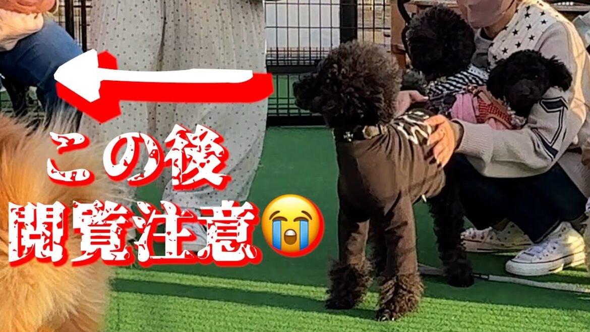 いつも温厚な犬が初めて人に牙を剥いて噛んでしまいました