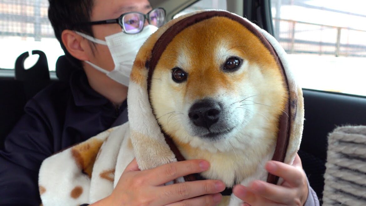 震える柴犬を抱きしめて病院へ‥飼い主は目に涙を浮かべました。