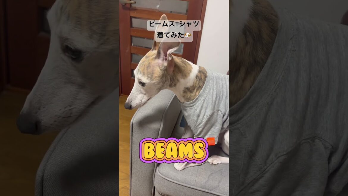 ビームスのTシャツ🐶着てみた🐶 #dog #cute #ウィペット #ビームス #shorts