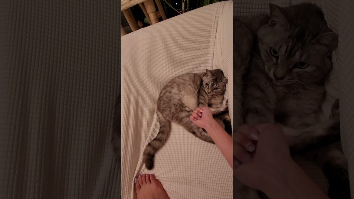 보리쌀