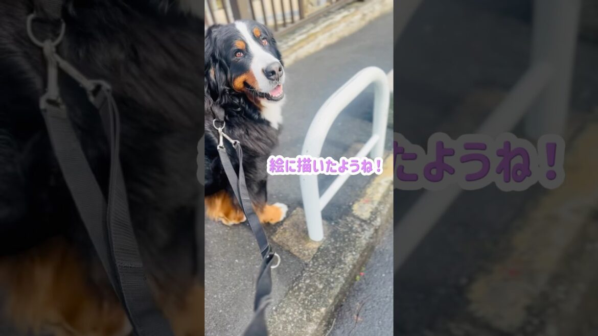 毎日声をかけられる😊バーニーズのお散歩🐾